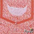 Cotton printed Nighty Large size for women